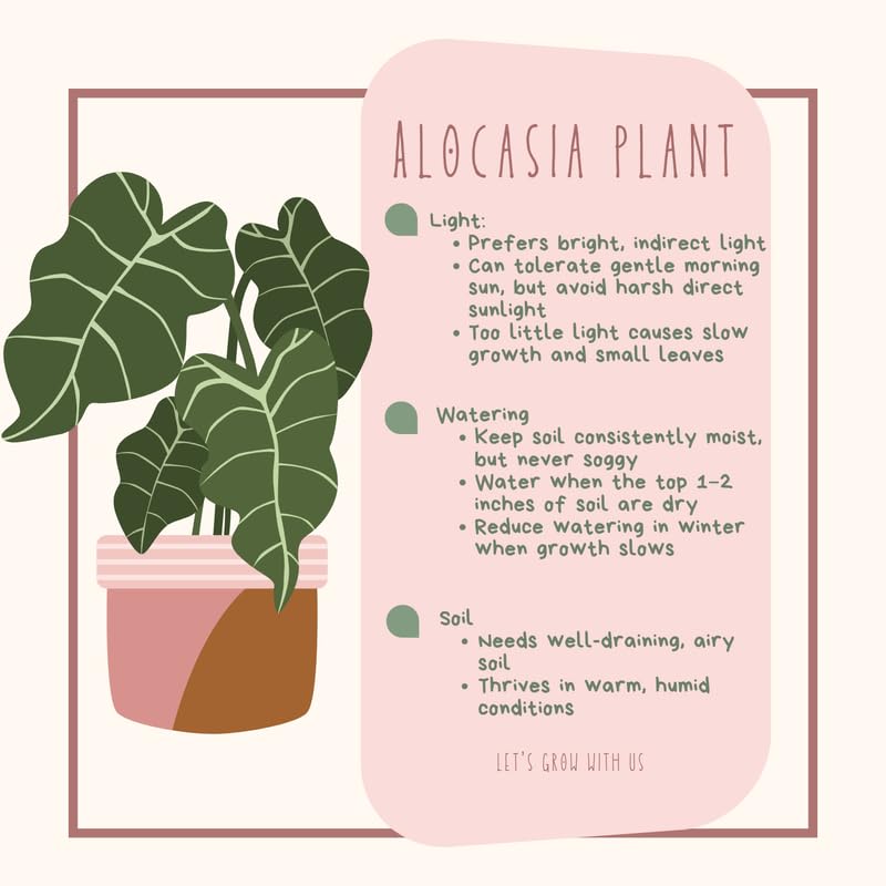 Alocasia Plant Live, 4-8 Inches Tall, Rare Alocasia Houseplant, No Pot, Foliage