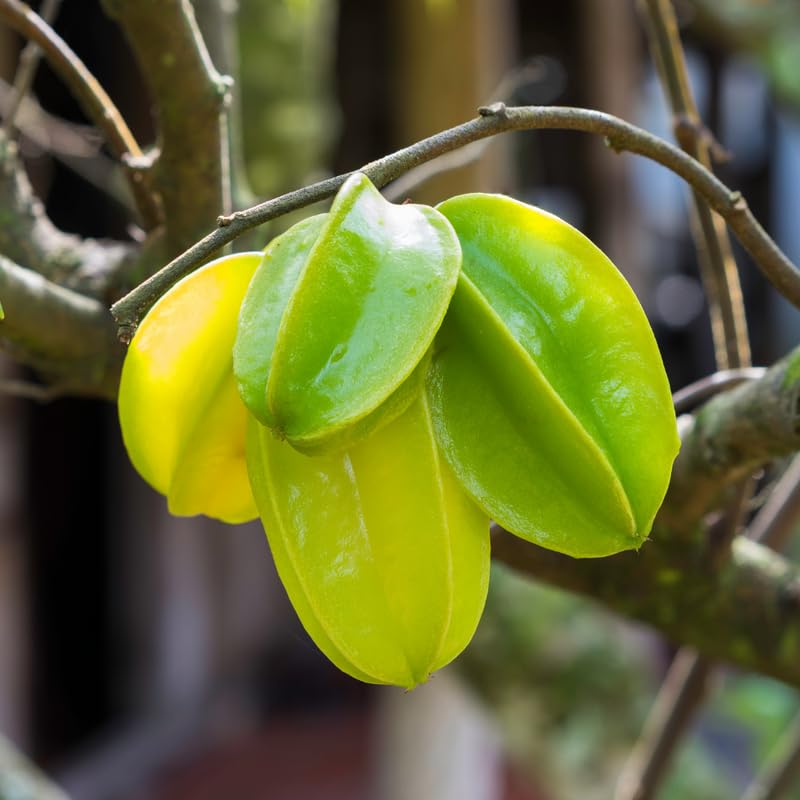 Starfruit Plant in 1 Gallon Pot, 2 Ft Tall Star Fruit Tree Live Carambola Plant Potted, Tropical Fruits Plants for Planting Outdoor, No Ship to CA
