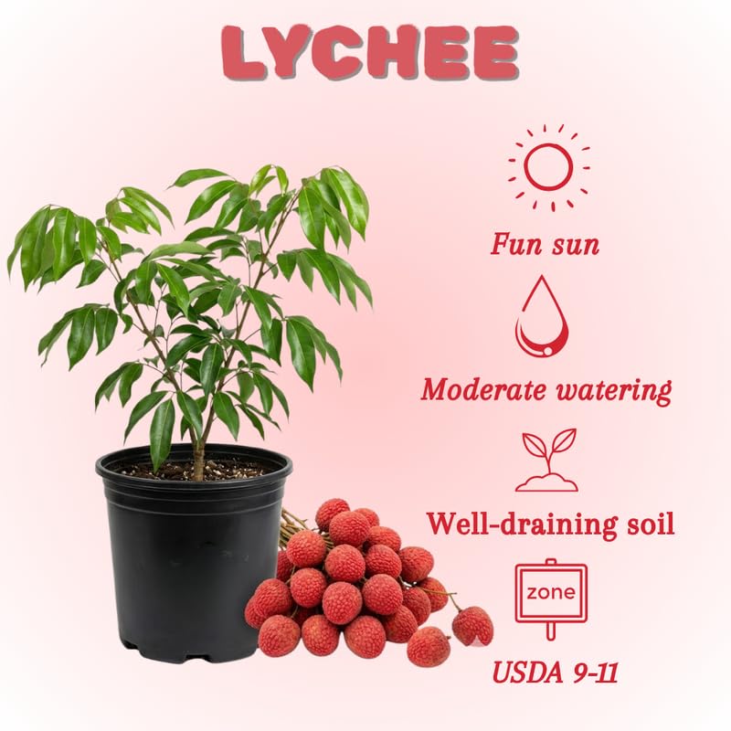 Sweet Lychee Tree Live Plant, Lychee Tree, Hardy Tropical Fruit Live Plant, 2-3' in Height 3 Gallon Pot for Planting, No Ship to CA