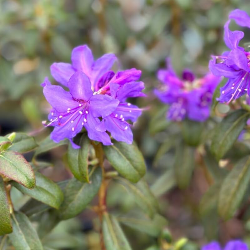 Deep Violet-Blue Rhododendron Live Plant Shrubs for Outdoor Planting, Azalea Bushes Ready to Plant, Fragrant Rhododendron Plant Live