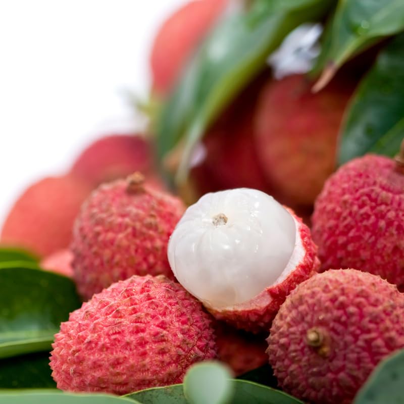 Sweet Lychee Tree Live Plant, Lychee Tree, Hardy Tropical Fruit Live Plant, 2-3' in Height 3 Gallon Pot for Planting, No Ship to CA