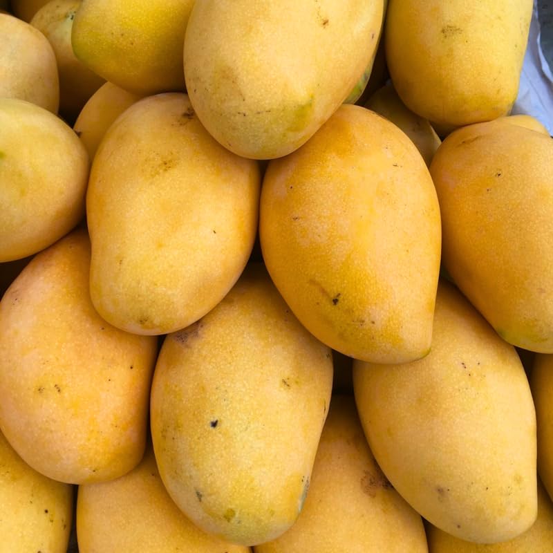 2 Years Old Mango Tree for Planting, Extremely Sweet Mango Plant Grafted in 3 Gallon Pot, Sweet, Fast-Growing Tropical Tree Seedlings for Outdoor Garden