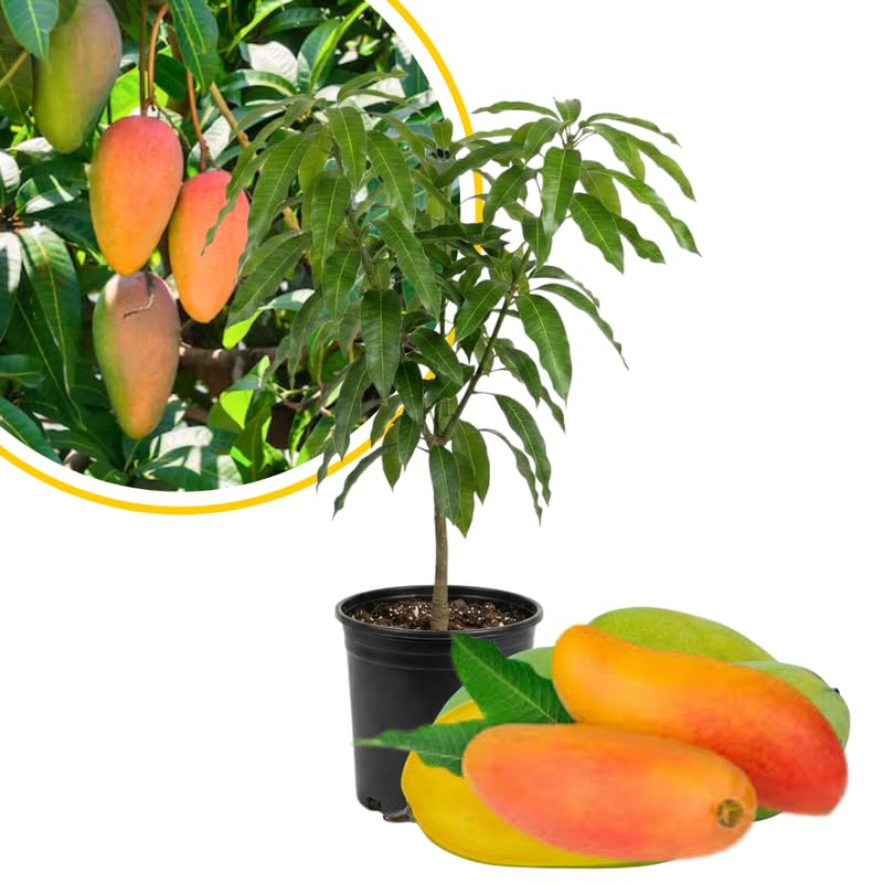 Maha Chanok Mango Tree Live Plant 2.5-3 Ft Tall, Tropical Fruit Tree for Garden Planting, Outdoor Mango Plant in 3 Gallon Pot, No Ship to CA
