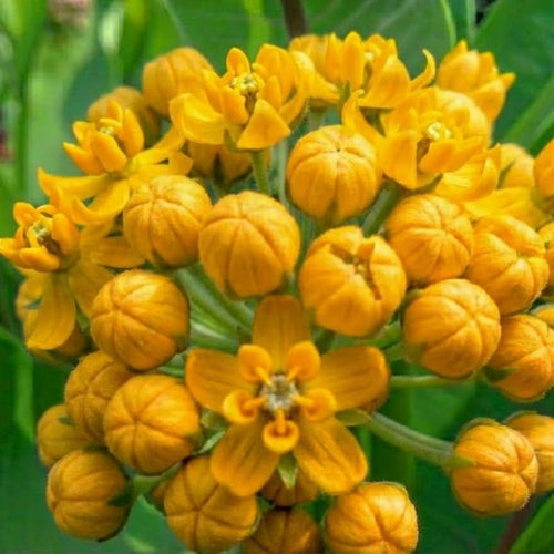 2 Yellow Milkweed Plants Live for Spring Planting, Butterfly Mikweed 4-8" in Tall, Asclepias Tuberosa Plants Bush for Perennial Flowers Outdoor Growing