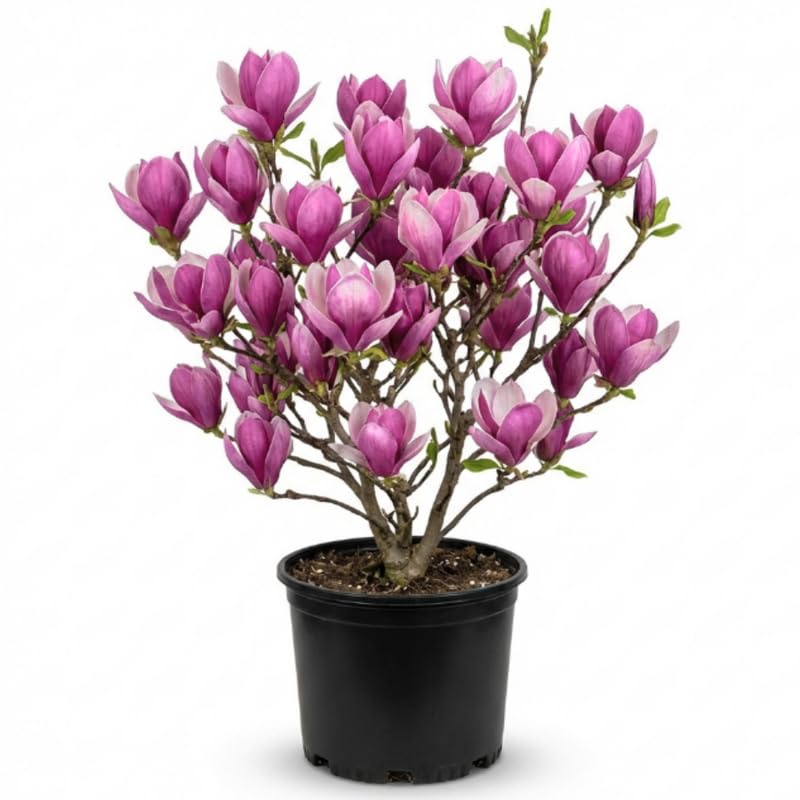 Jane Magnolia Tree Live Plant - 2-3 Ft Tall in 3 Gallon Pot - Pink Purple Flowering Magnolia for Outdoor Garden, No Ship to CA