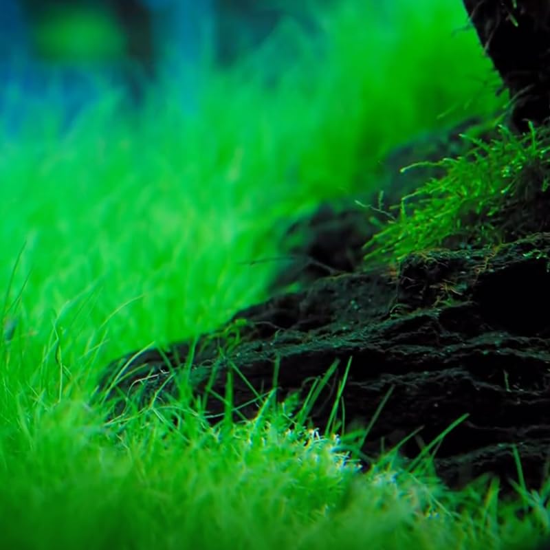 Dwaft Hairgrass Plants Live, 4-6 Inc, Aquarium Grass Plant Live