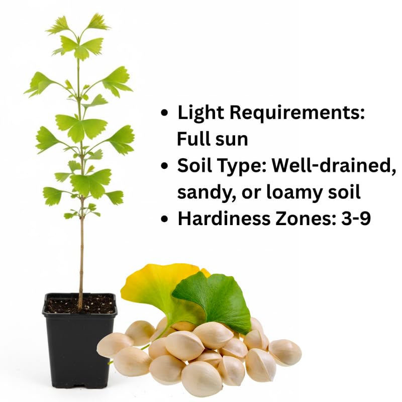 Ginkgo Tree Live in Quart Pot, 6 to 12 Inch Tall, Perennial Ginkgo Tree Live Plant Potted, Colorful Leaves, Dormant in Winter