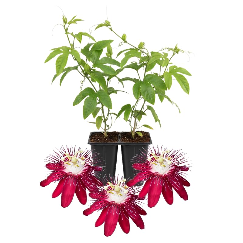 Set 2 Passion Flower Plants Live, Well Rooted Passiflora Flowering Vine 4-7'' Tall, Vibrant Blooms for Garden or Containers (Burgundy)
