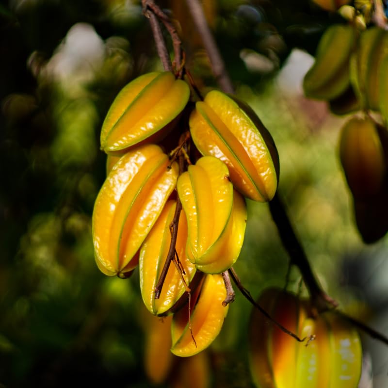 Starfruit Tree Live Plant, Star Fruit Plant Live, 3 Gallon Pot, Hardy Fruit Garden Outdoor, No Ship to CA