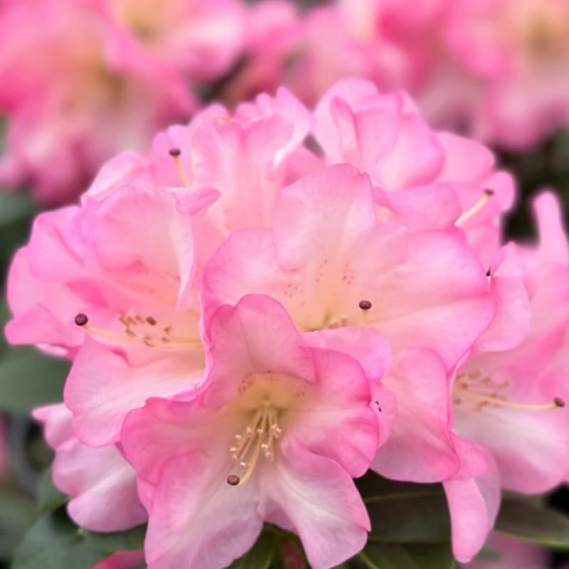 Pink Yellow Rhododendron Plant Live, Azalea Plants, Rhododendron Azalea Bushes Ready to Plant, Full Sun Outdoor Plants