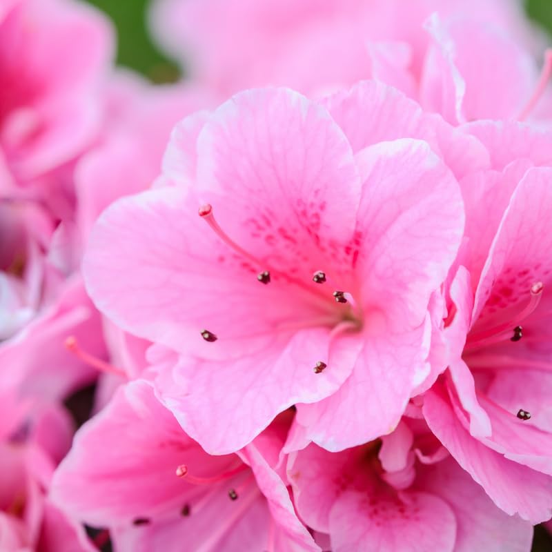 Pink Weigela Live Plant, Spring Blooming Shrub in 4” Pot, Hardy Perennial Flowering Bush for Garden Borders, Cold Hardy, Dormant in Winter