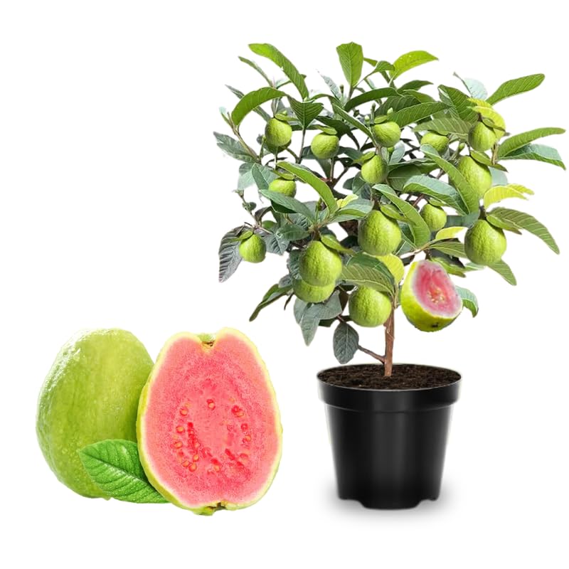Grafted Ruby Guava Tree Live Plant for Outdoor Planting, 3-4 Feet Tall, Ready to Bear Fruit, Zones 9-11, Hardy Tropical Guava Plant