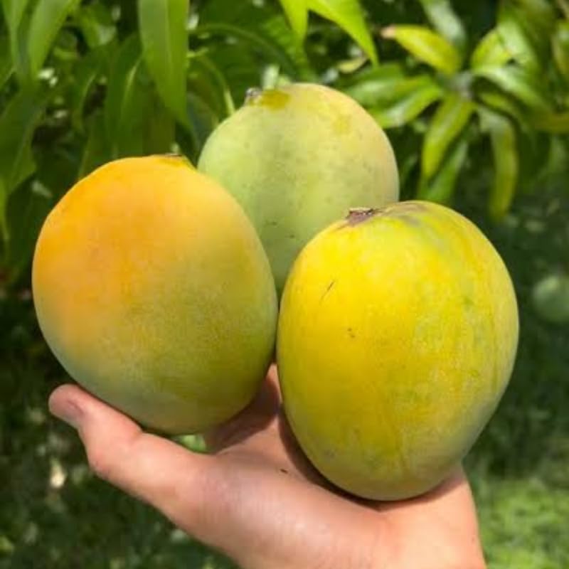 Carie Mango Tree Live Plant 2.5-3 Ft Tall, Tropical Fruit Tree for Garden Planting, Outdoor Mango Plant in 3 Gallon Pot, No Ship to CA
