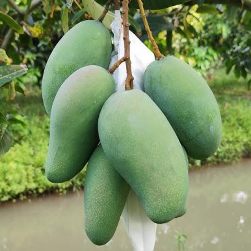 Sweet Mango Tree Live Plant 2.5-3 Ft Tall, Tropical Fruit Tree for Garden Planting, Outdoor Mango Plant in 3 Gallon Pot, No Ship to CA