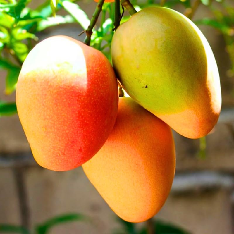 2 Years Old Mango Tree for Planting, Yellow Mango Plant Grafted in 3 Gallon Pot, Sweet, Fast-Growing Tropical Tree Seedlings for Outdoor Garden