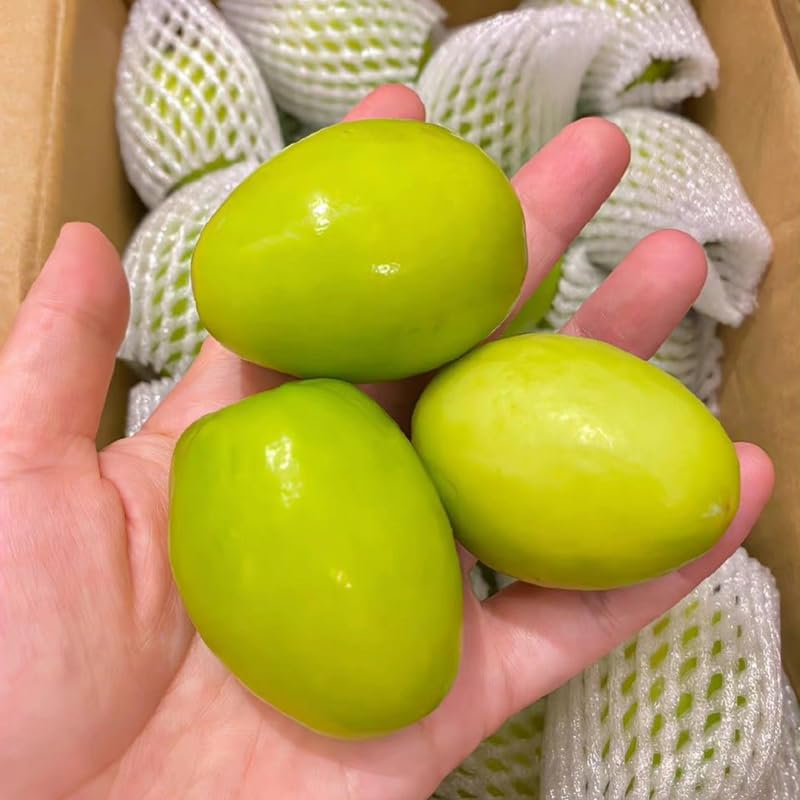 Live Jujube Tree 2.5-3 Feet Tall, Jujube Fruit Tree Plant for Outdoor Garden, Fast Growing, No Ship to CA