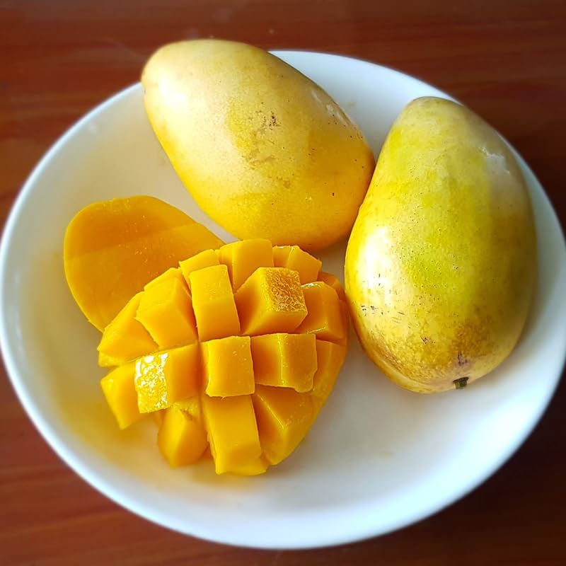 Golden Yellow Mango Tree Live Plant Grafted, 2–3 Feet Tall in 3 Gallon Pot, Sweet Tropical Mango Fruit Tree