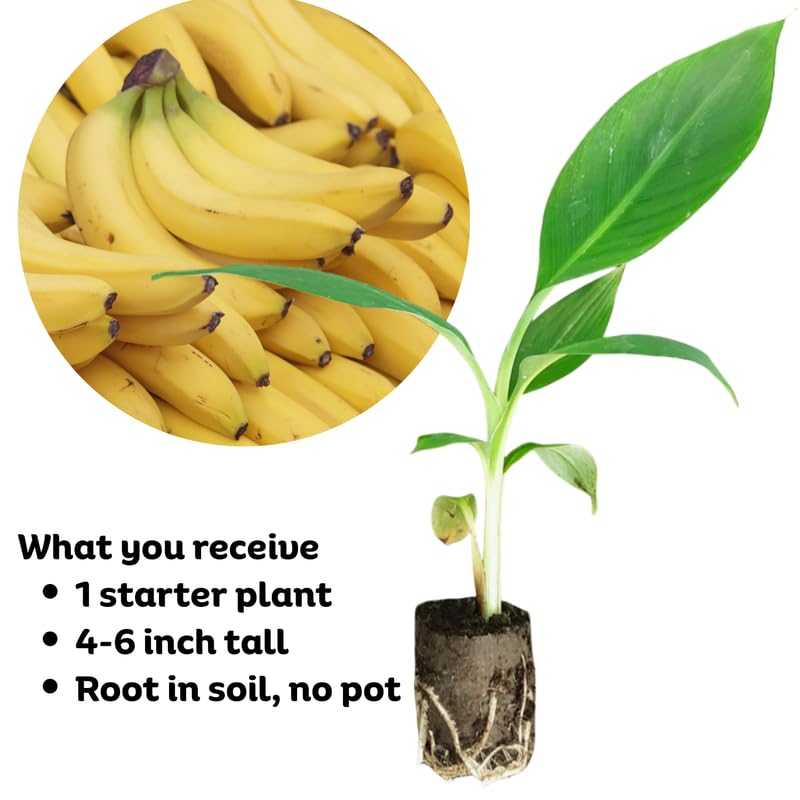 Dwarf Cavendish Banana Plant, Banana Trees Live Plants, 4-6" Tropical Fruit Tree for Home Garden, Patio and Container Growing