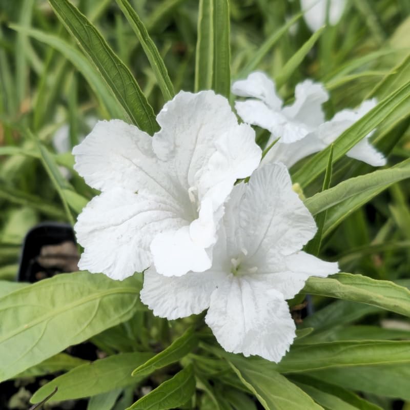 6 Dwarf White Mexican Petunia Plants Live, 4-7 Inches Tall, Hardy Perennial Flowers