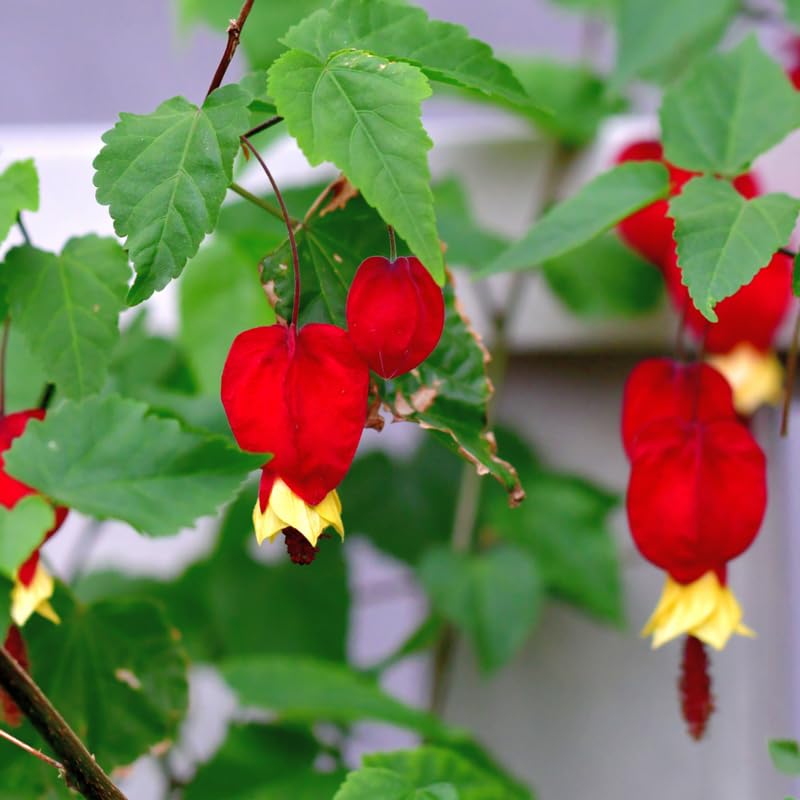 Abutilon Latern Plant Live, Red Abutilon Lantern Trailing Vine Well Rooted Plug 2 to 4 Inches
