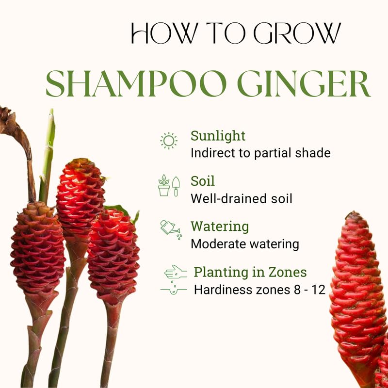 6 Shampoo Ginger Roots for Planting, Perennial Awapuhi Zingiber Zerumbet Ginger Rhizomes, Hawaiian Ginger Lily Plants