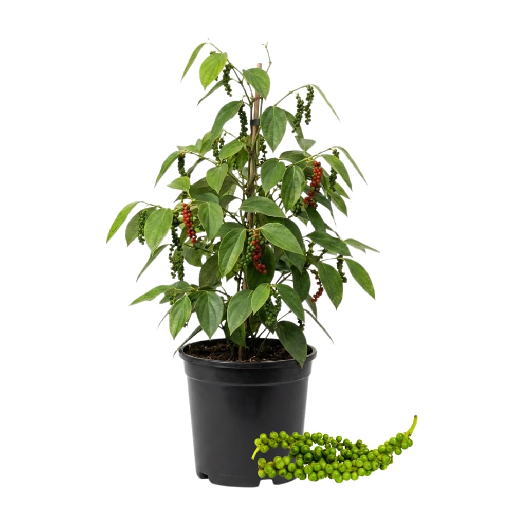 Black Pepper Plant Live, Black Pepper Tree Plant, Piper Nigrum Plants, 4 to 6 Inches Tall, Edible Herb for Indoor Outdoor Garden