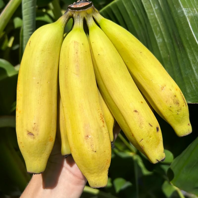 Sweet Tangy Banana Tree Live Plant, Well Rooted 4-8" Tall, Cold Hardy Tropical Banana Plant Live Well Rooted, Live Banana Fruit