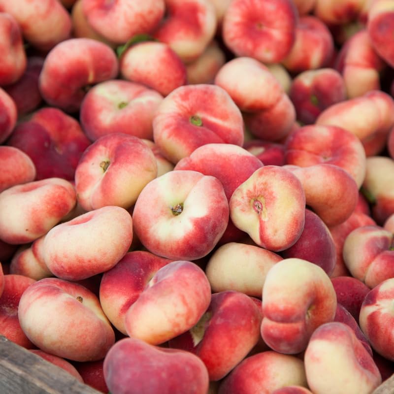 Donut Peach Tree, 3 Ft Tall Sweet Peach Fruit Tree Plant in 5 Gallon Pot, Fruit Plants for Outdoor Garden and Home Orchard, No Ship to CA