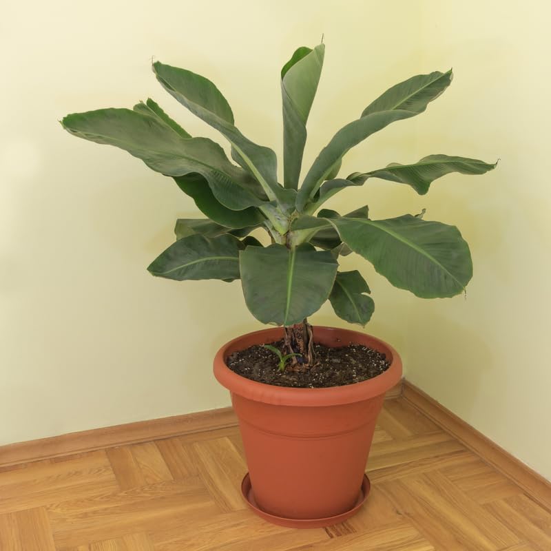 Truly Tiny Banana Plant, Banana Trees Live Plants, 4-6" Tropical Fruit Tree for Home Garden, Patio and Container Growing