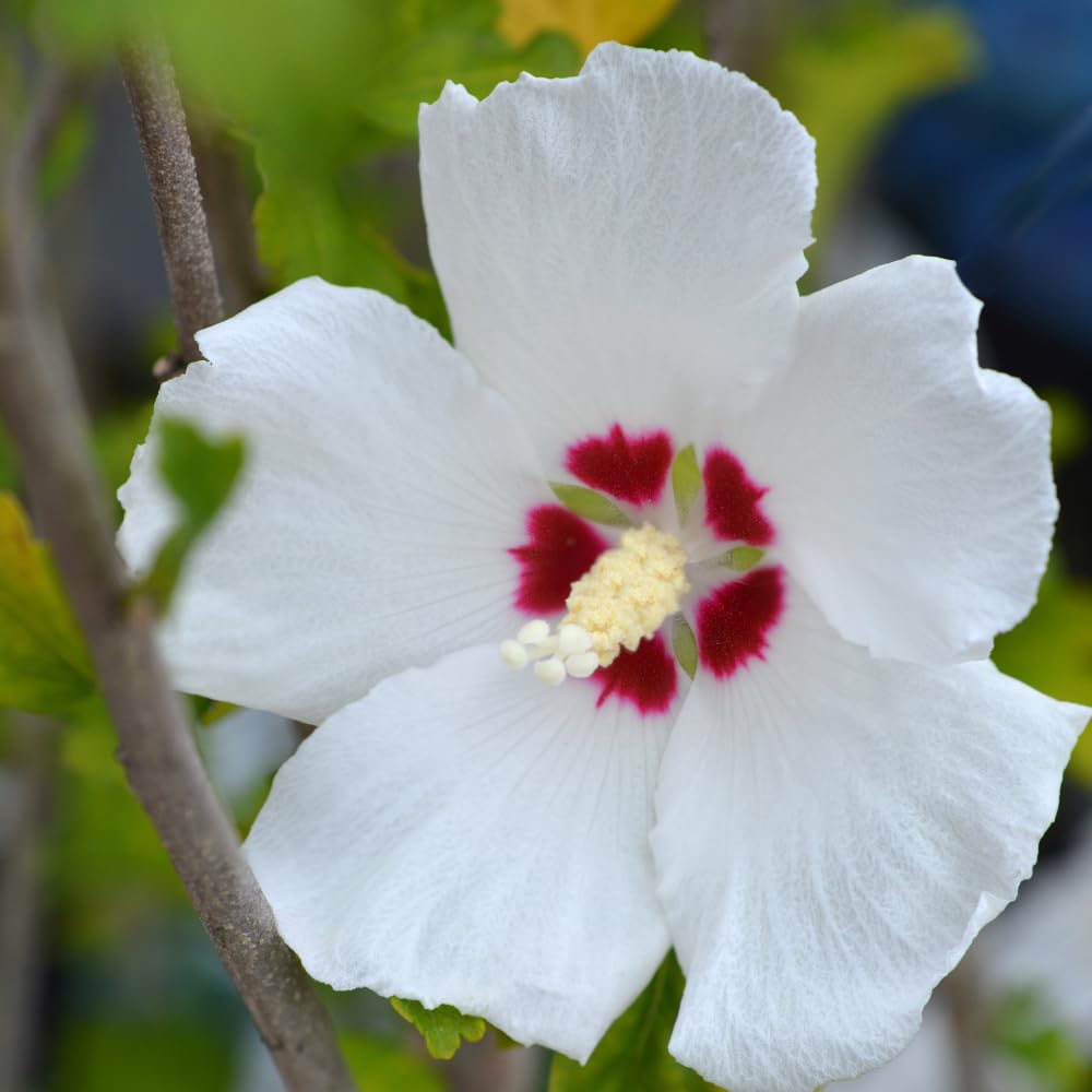 Rose of Sharon Plant Live, Rose of Sharon Tree Live Plant, Well Rooted Red and White Flowering Althea Plants, Hibiscus Shrub for Outdoor Planting, 1.5 to 2.5 Feet Tall
