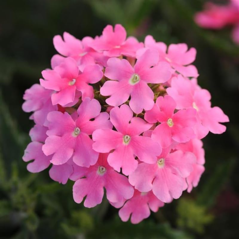 Sets 4 Pink Verbena Plants Live Perennial Outdoor Sping Growing, Size 4-6" in Tall, Ready to Bloom, Ornamental Landscapes, Trailing Hanging Basket