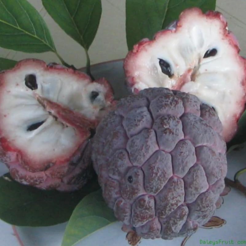 Red Sugar Apple Tree, Sugar Apple Fruit Trees Live Plants, 3 Gallon Pot, 2-3 Ft Tall Plant for Growing Outdoor, No Ship to CA