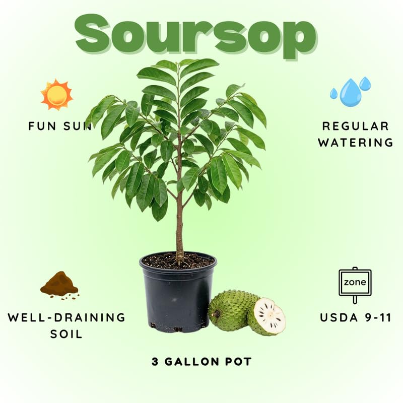 Soursop Tree Live Plant for Planting, Soursop Live Plant, 24-30 Inches Tall in 1 Gallon Pot, No Ship to CA