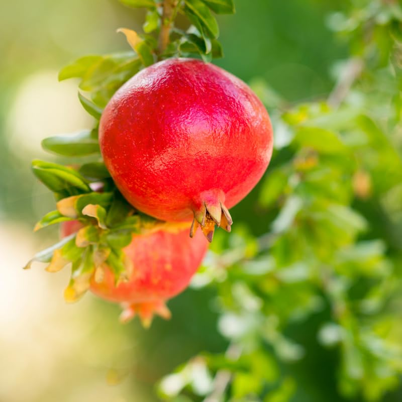 Live Pomegranate Tree, Sweet Pomegranate Fruit Tree in 1 Gallon Pot for Planting Outdoors, No Ship to CA