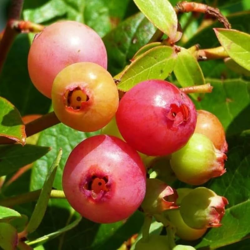 2 Blueberry Plants Live for Planting, 4-8 Inch Tall Well-Rooted, Hardy Blueberry Bush for Garden or Patio, High Yield (Pink Lemonade Blueberry)