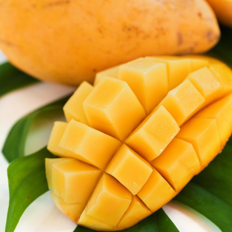 Honey Mango Tree Live Plant for Planting, Grafted Mango Plant in 3 Gallon Pot, Fast Growing Tropical Fruit Tree Seedlings