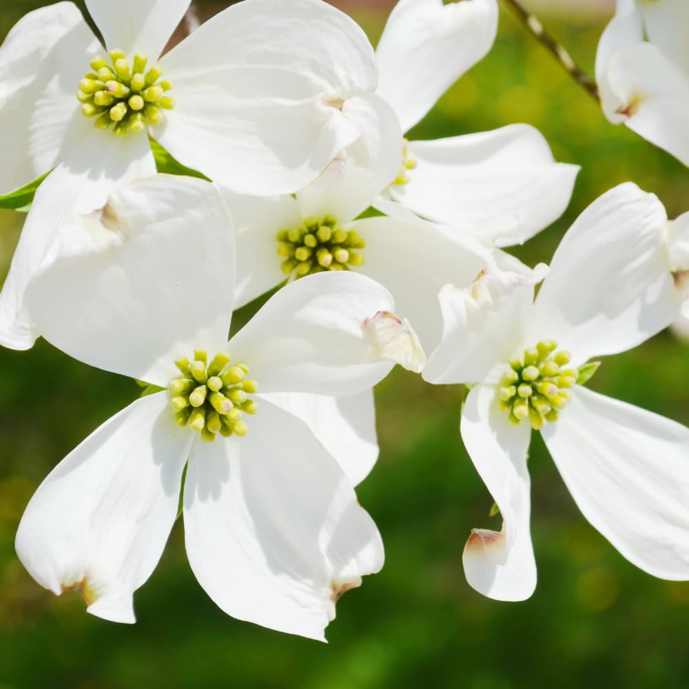 Dogwood Tree Live Plant, Flowering Dogwood Plant Well Rooted in Quart Pot, Dormant Hardy Ornamental Tree (White Dogwood)