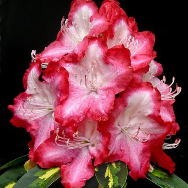 1-2Yrs Old Rhododendron Plants Live in Pot, Rhododendron Azale Bush Shrub Tree Plant, Red and White Blooms