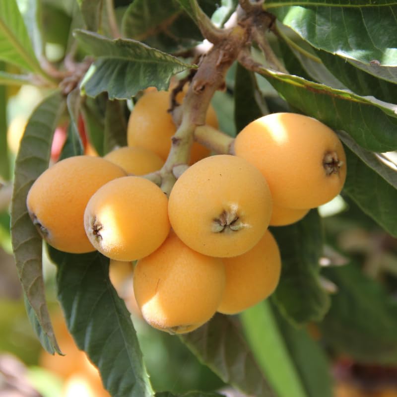 Loquat Tree Live Plant - 2-3 Ft Tall in 1 Gallon Pot, Sweet Loquat Fruit Tree for Outdoor Garden and Patio, No Ship to CA