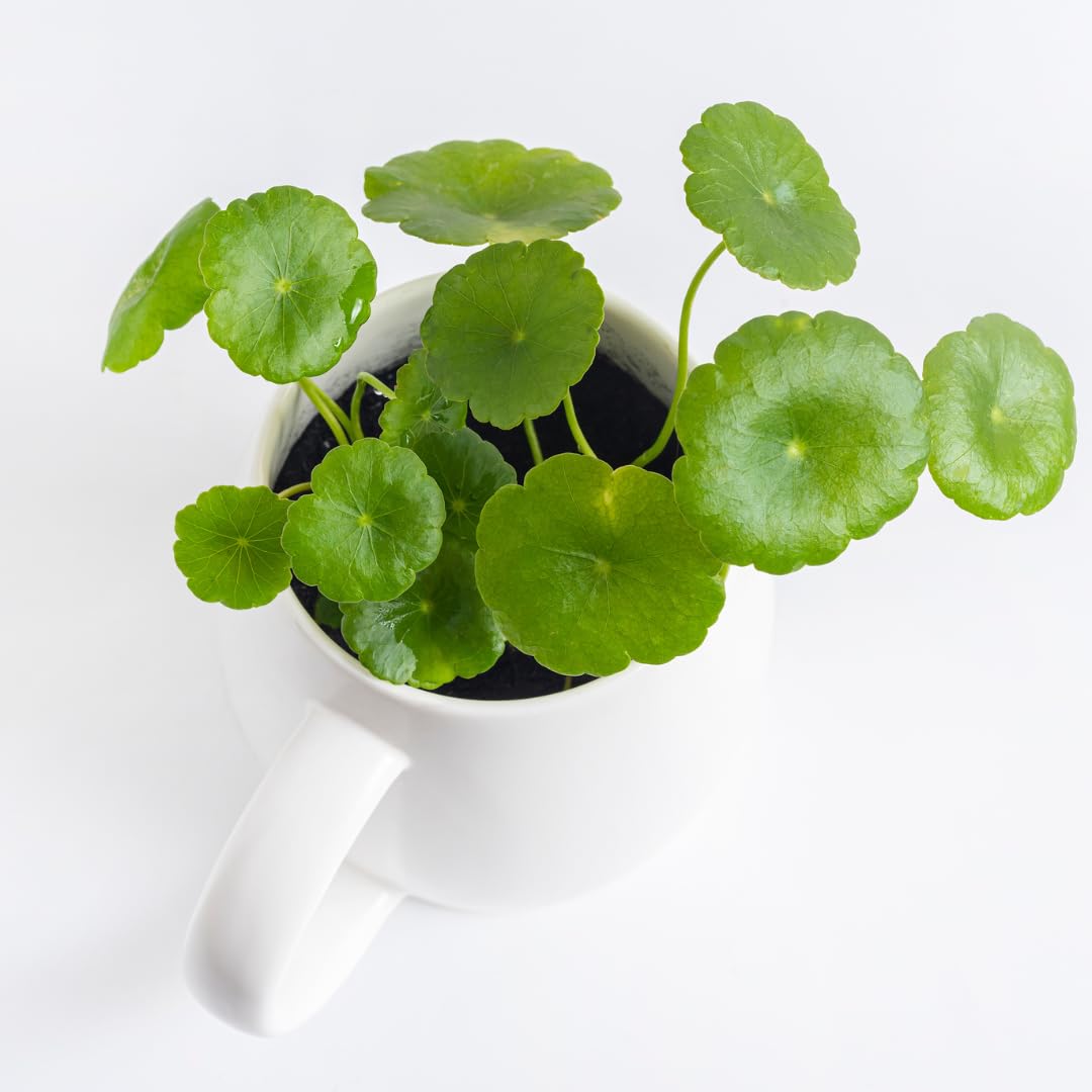 Pennywort Aquatic Plant Live, Aquarium Plant for Aquascaping
