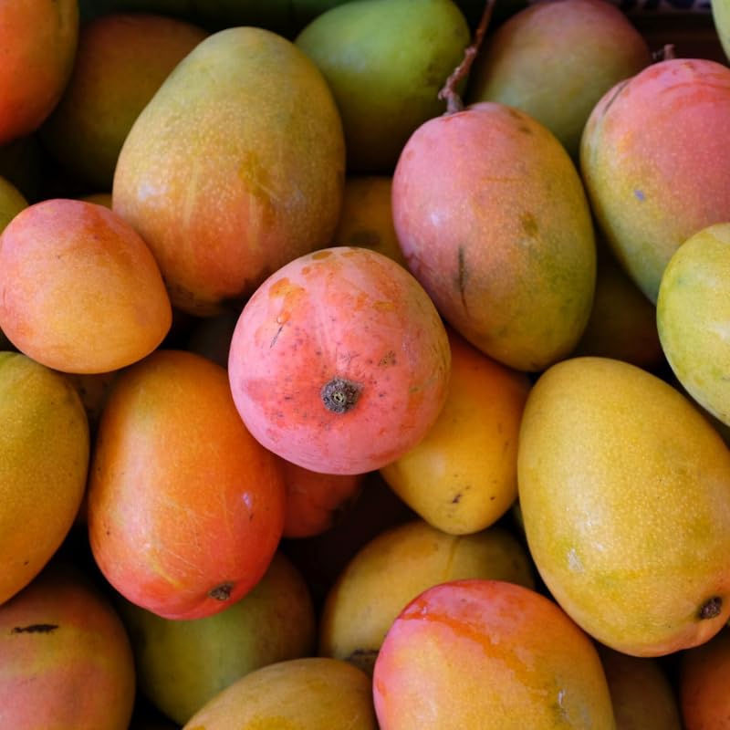 Glenn Mango Tree Live Plant 2.5-3 Ft Tall, Tropical Fruit Tree for Garden Planting, Outdoor Mango Plant in 3 Gallon Pot, No Ship to CA