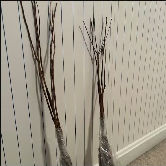 White Dogwood Tree Live Plant, 6"-1 Ft Dormant Bare Root, Flowering Dogwood Plant Well Rooted Cold Hardy Ornamental Trees Plants Outdoor
