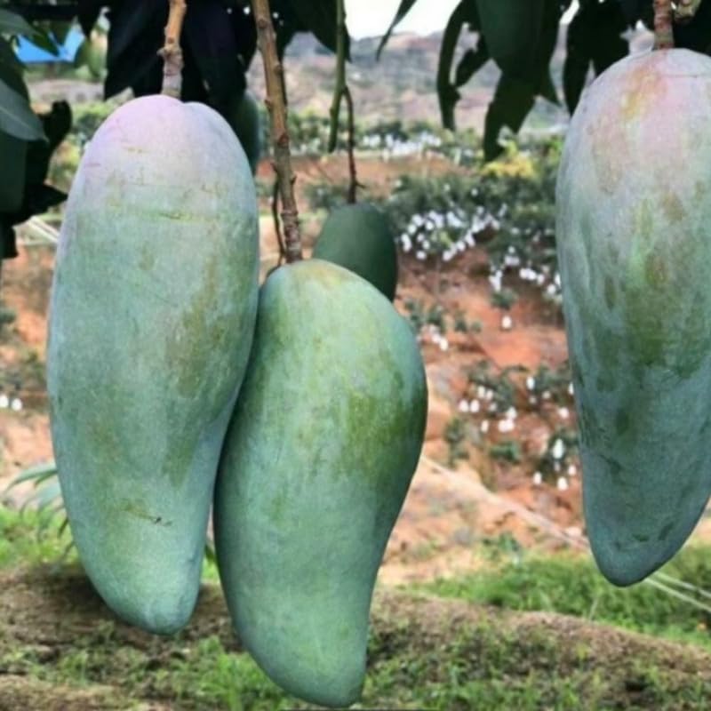 Green to Golden Yellow Mango Tree Plant, Mango Tree 3 Gallon Pot, Fresh Sweet Mango Fruit Plant for Your Garden, No Ship to CA