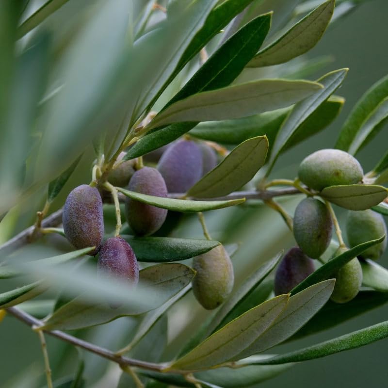 Olive Tree Live Plant, 2-3 Feet Tall, Olive Plant Live 1 Gallon Pot, Tropical Tree No Ship to CA