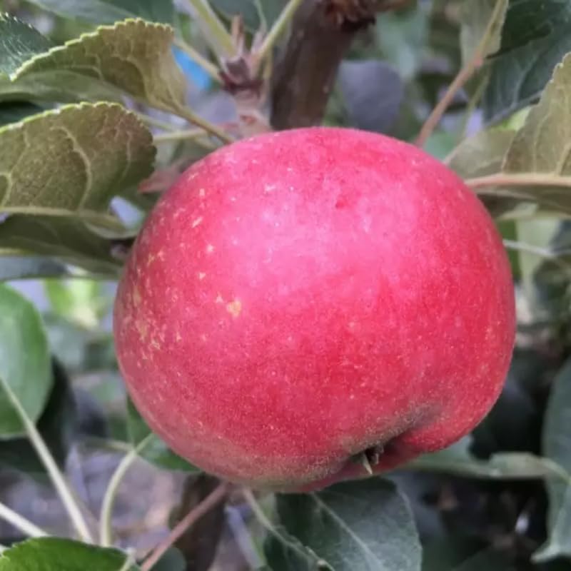 Pink Apple Tree Plants, Bare Root 1-2 Ft Tall, Apple Tree Plant Live for Planting Outdoors, Well Rooted Fruits Tree Plant, Dormant