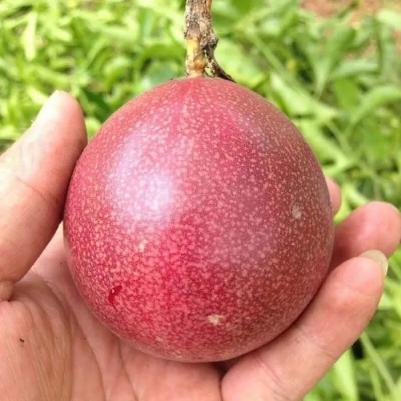 Red Passion Fruit Vine - 1 Gallon Pot, 2-3 Feet Tall Live Plant Sweet Tropical Passiflora Fruit, Fast Growing, No Ship to CA