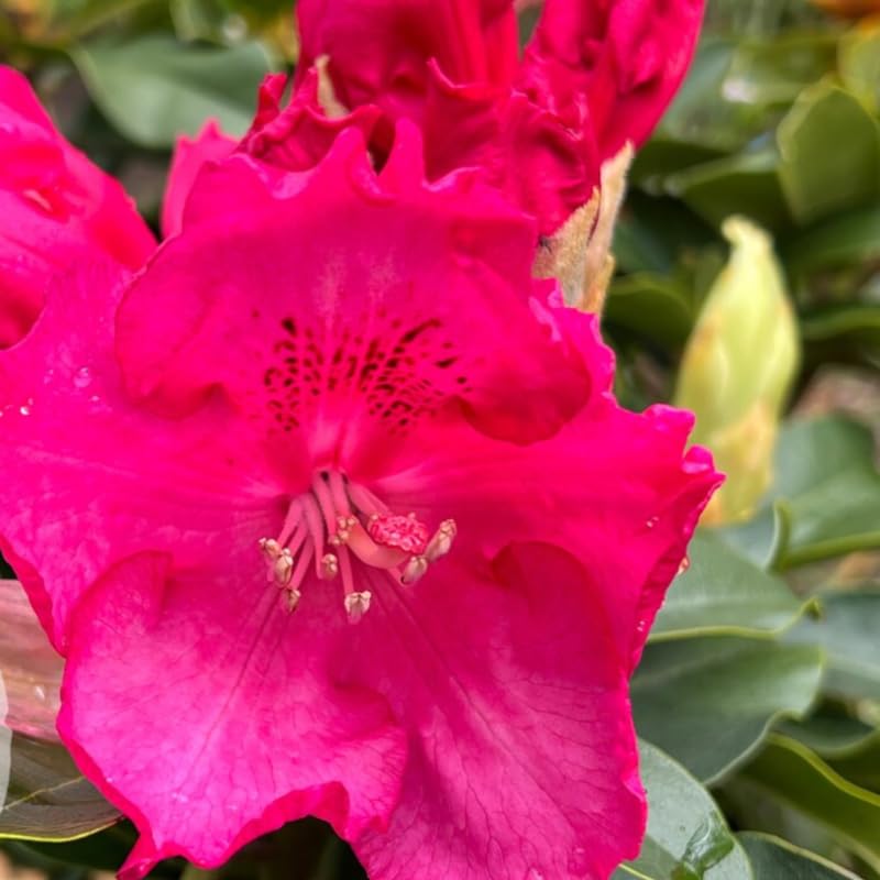 Red Pink Rhododendron Live Plant Shrubs for Outdoor Planting, Azalea Bushes Ready to Plant, Fragrant Rhododendron Plant Live
