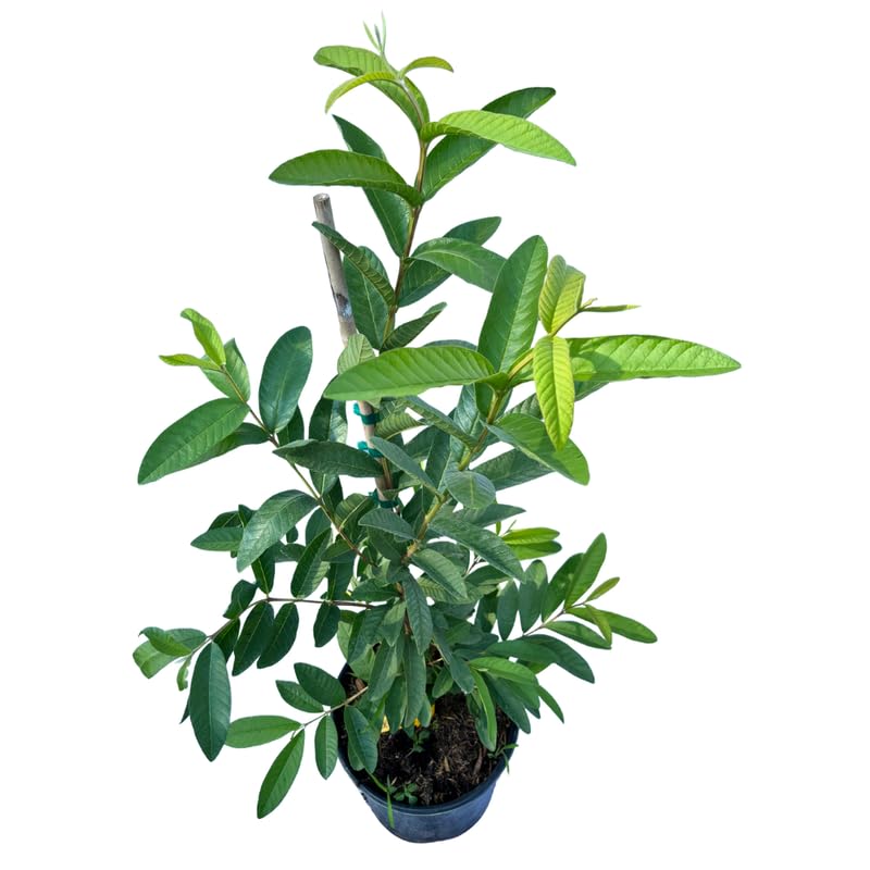 Pink Guava Plant, 3 Gallon, 2-3 Ft Tall Sweet Pink Guava Live Plant Potted, Tropical Fruit Plant, No Ship to CA