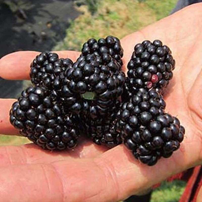 Pack 2 BlackBerry Plants Live, 4-8 Inch Tall, Arapaho Thornless Blackberries Fully Rooted High Yield Berry Plants for Outdoor Planting