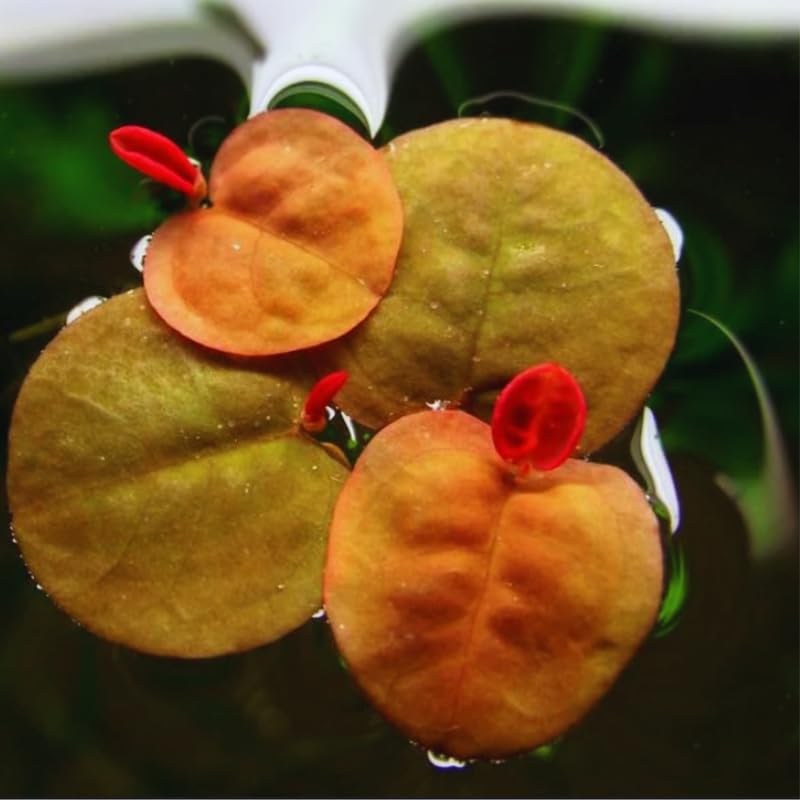 30 Red Root Floater Plants Live, Aquatic Plant Outdoor Indoor